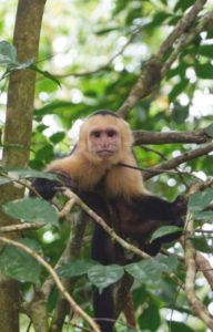 Manuel Antonio National Park Costa Rica