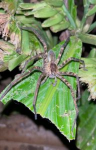 costa rica jungle in de nacht