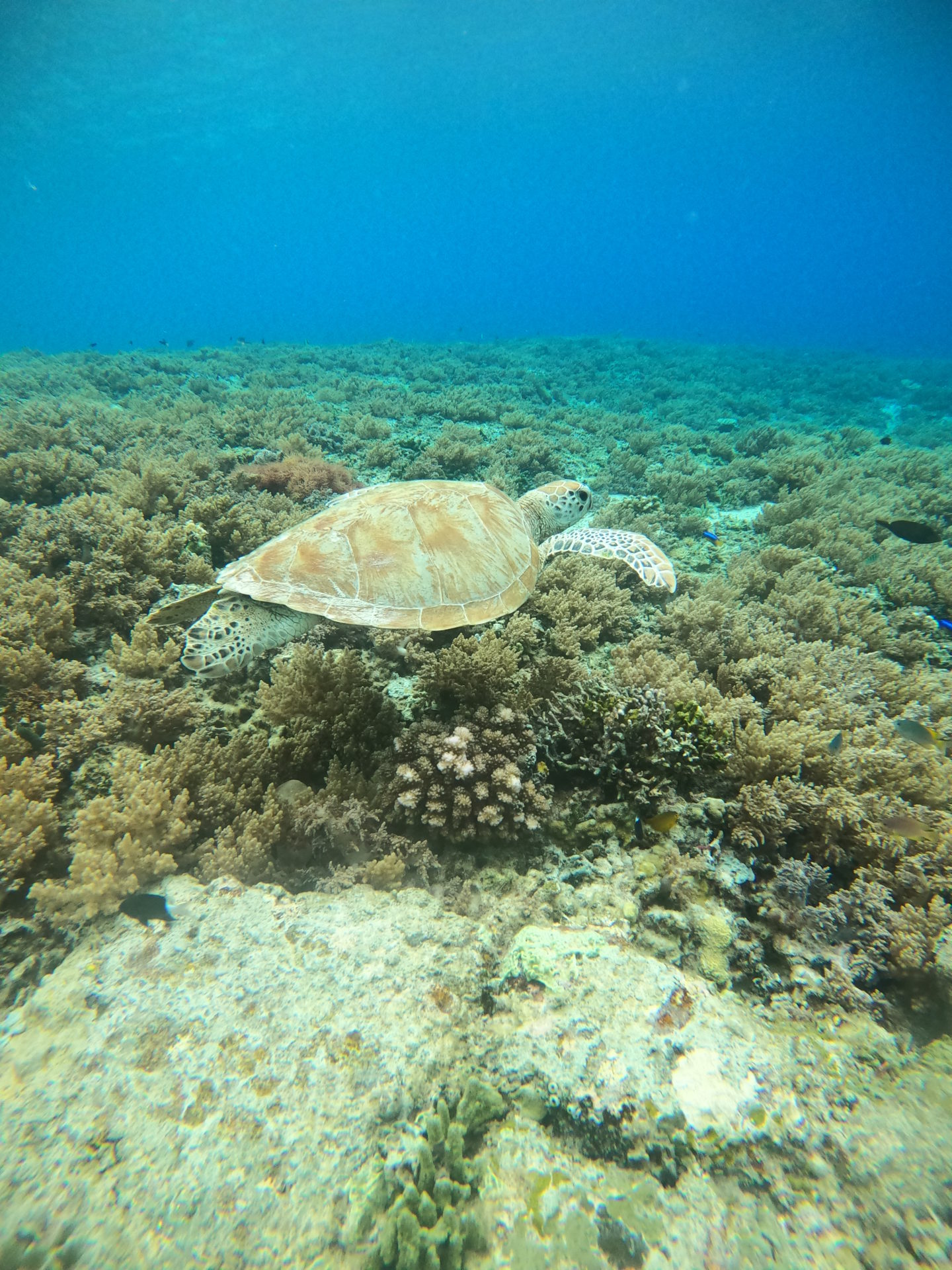 Gili Air | Bali | Snorkelen