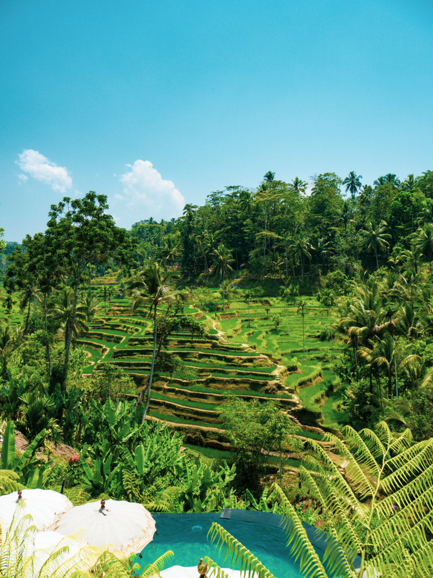 Tegalalang | Rijstvelden | Bali