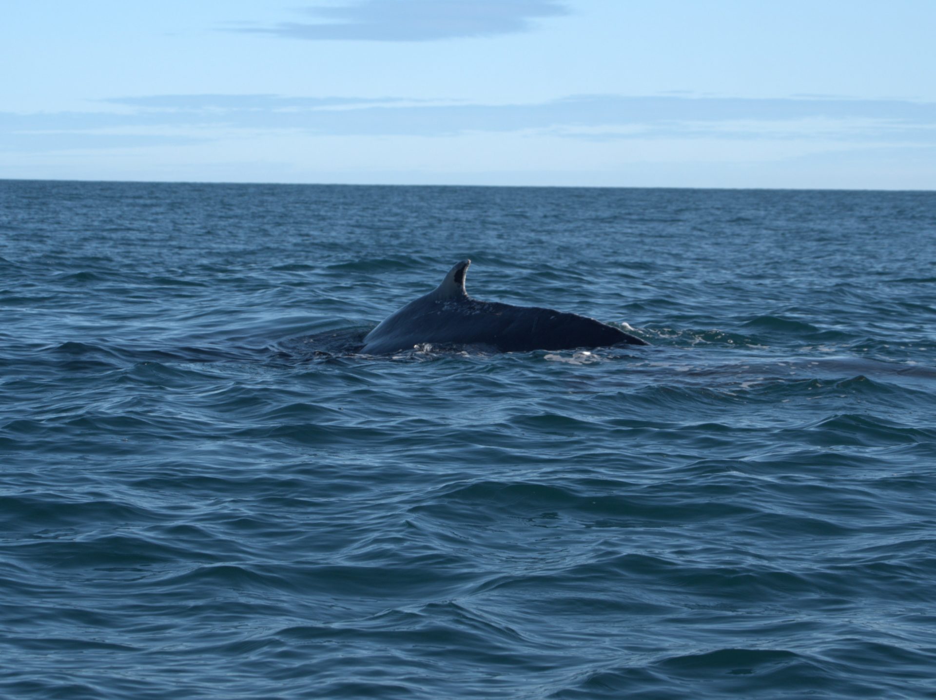 IJsland | Husavík | Whale watching