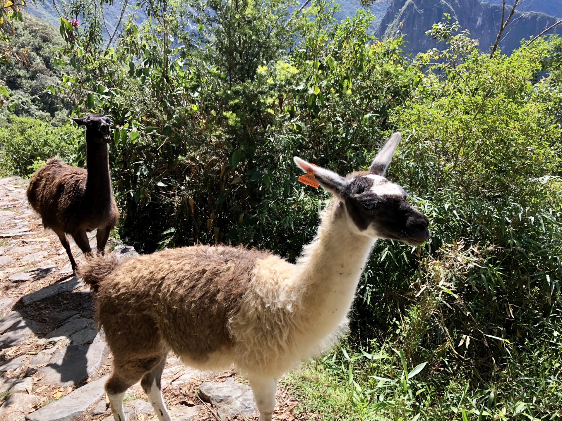 Peru | Machu Picchu | Lama